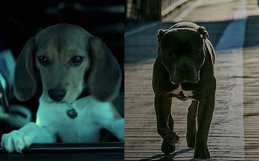 (Right: Deserves Oscar for Best Lead Actor. Left: Deserves merely competitive compensation for a supporting actor)